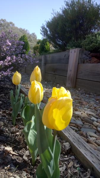 Spring Window Cleaning Bendigo Region